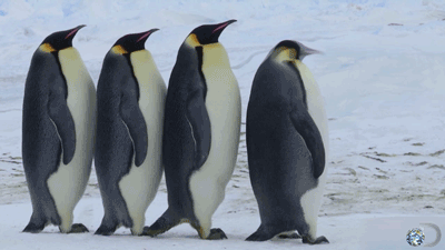Image result for penguins marching gif